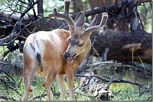 rmnp41