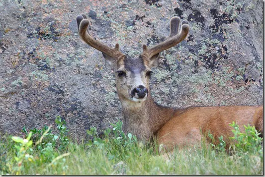 rmnp43
