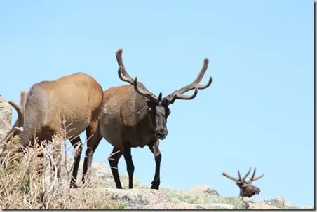 rmnp51
