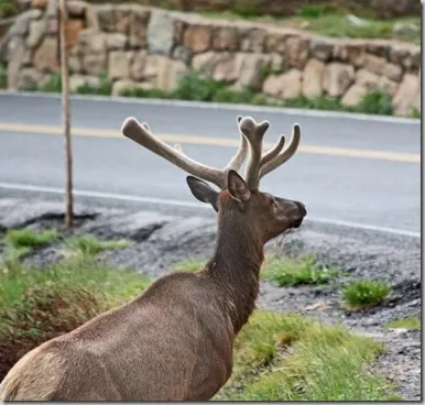 rmnp5