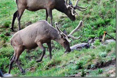 rmnp7
