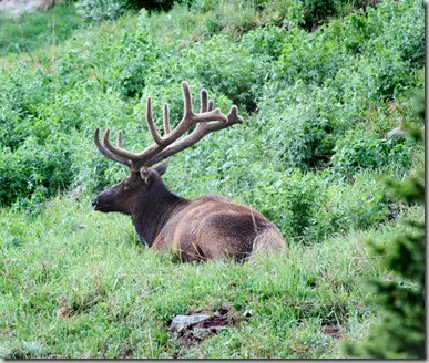rmnp9