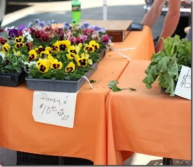 ppmarket6