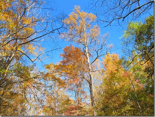 roaringfork10