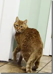frankie