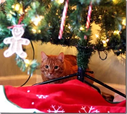 frankietree