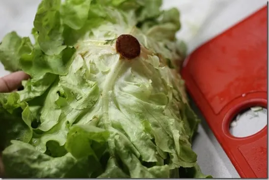 lettuce