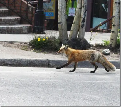 fox