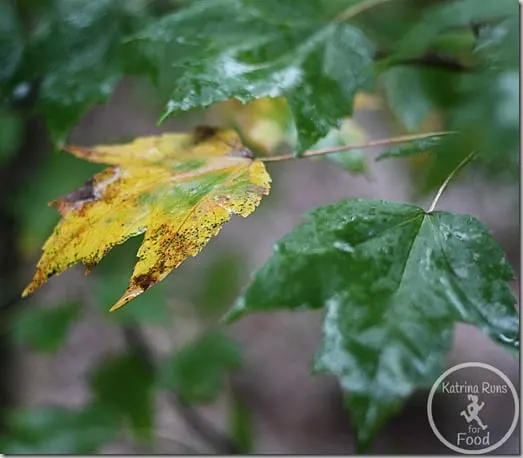 leaf3