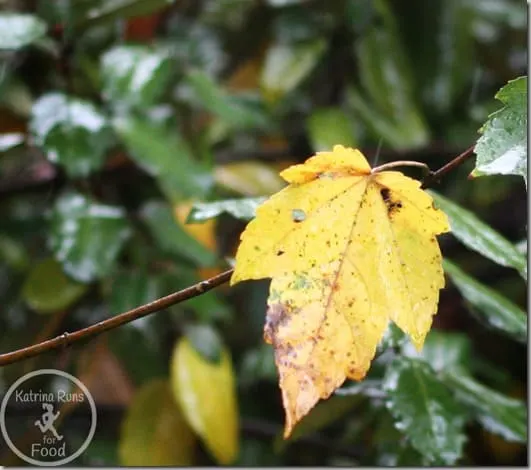 leaf