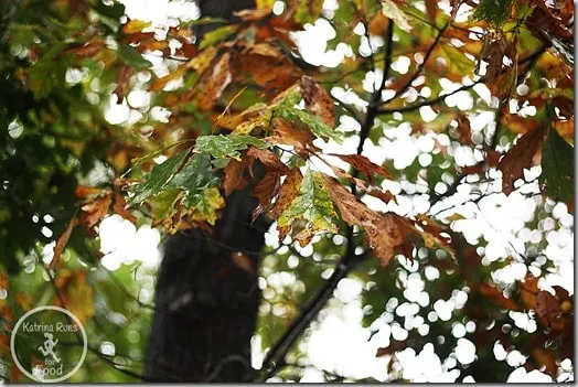 leaves