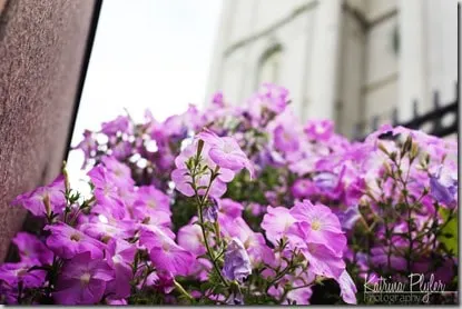 LDSflowers2