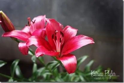 LDSflowers4_edited-1