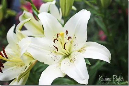 LDSflowers5_edited-1