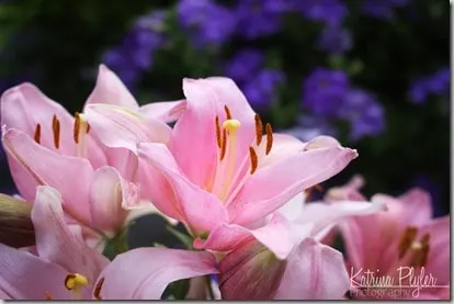 LDSflowers