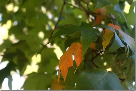 leaf