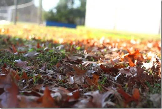 leaves