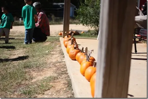 pumpkins2