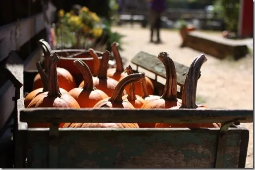 pumpkins