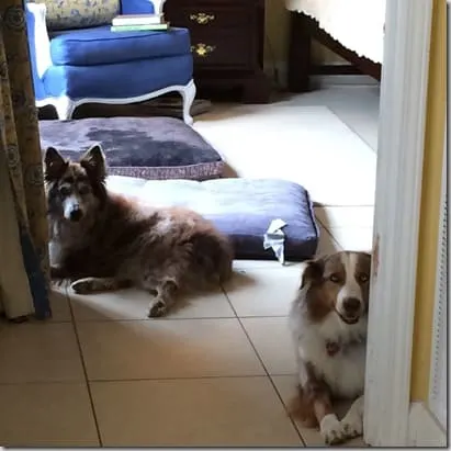 pups