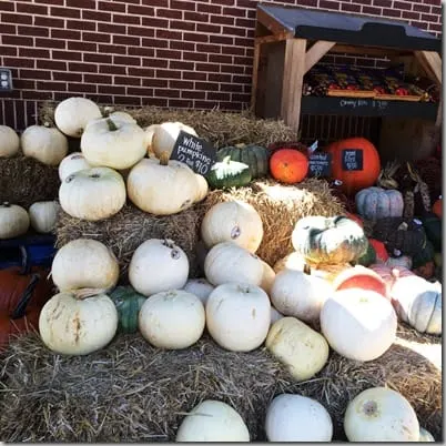 white pumpkins