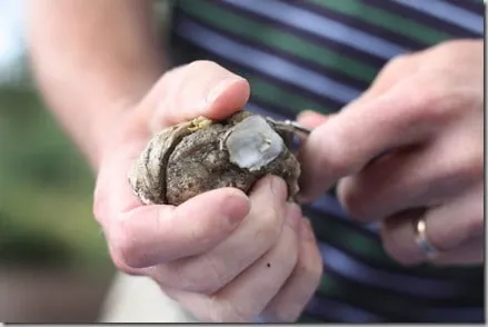 oyster festival 7