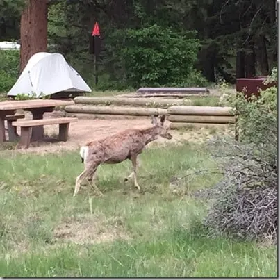 deer estes park