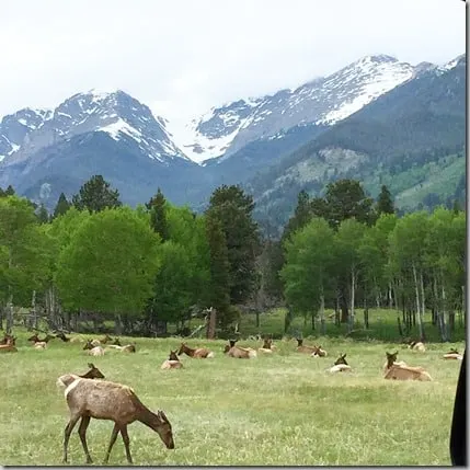 elk estes park2