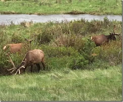 elk estes park