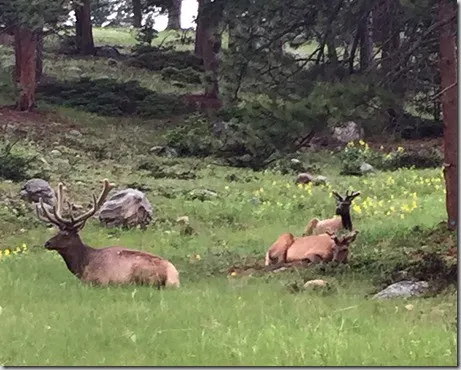 elk rmnp3
