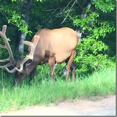 elk rmnp