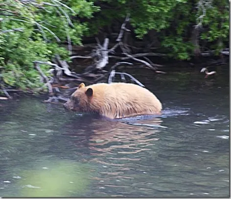 bear