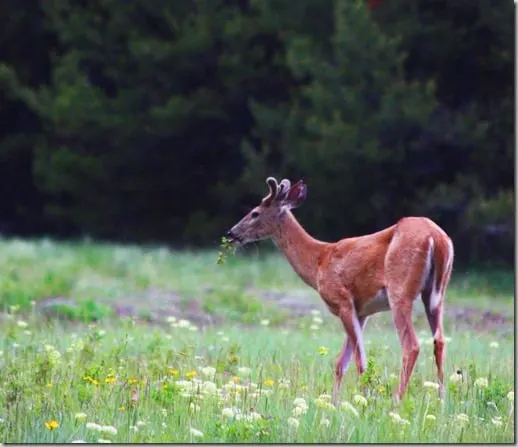 deer~