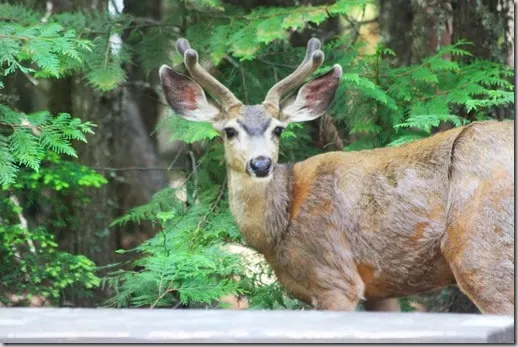 polebridge deer~