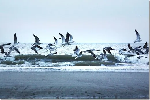 birds 2