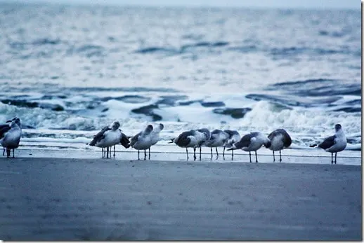 birds 4