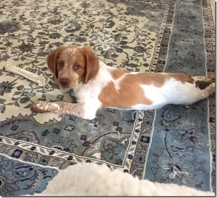 Atlas frog legs