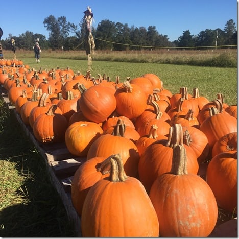field with pumpkins