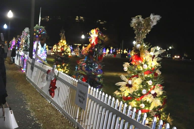 A row of Christmas Trees at night